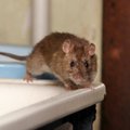 Daugiabučio tualete – įstrigusi žiurkė
