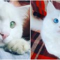 Išskirtinis katinas: jo akys – tikra retenybė