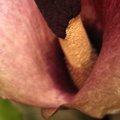 Šilutiškės namuose pražydo egzotiška gėlė - amorfofalas