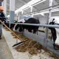 Mokslininkai suskaičiavo ir pasakė, kokio dydžio karvių ferma Lietuvoje gali būti verslu