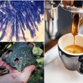 Kavos mėgėjams – nerimo dienos: prieš 70 metų egzistavusį kavamedžių grybelį mokslininkai prikėlė dėl pavojingo eksperimento
