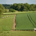Lietuvoje augo avių skerdimai