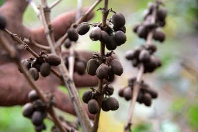 Roya grybeliu užsikrėtę kavamedžio vaisiai Hondūre