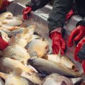 Mokslininkų tyrimai kalba apie nepaneigiamą tiesą: dėl masinės žvejybos greitai galime likti be žuvies