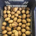 Kovą didėjo bulvių ir daržovių supirkimas perdirbimui