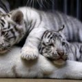 Klaipėdos zoologijos sode – itin retos rūšies tigrų jaunikliai