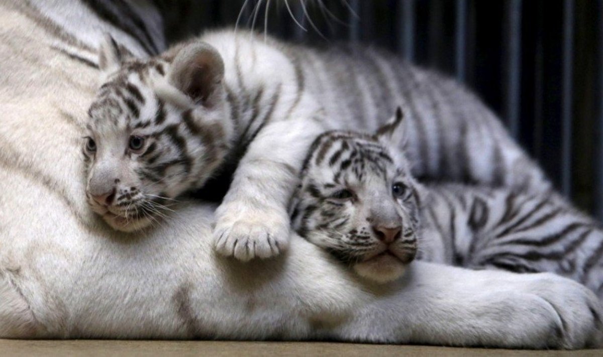 Baltieji tigrai