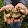 Ūkininkai kasa šviežias bulves: kuo ypatingas ankstyvasis lietuviškų bulvių derlius?