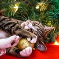 JUOKINGA: kaip katės išdykauja namuose per Kalėdas VIDEO