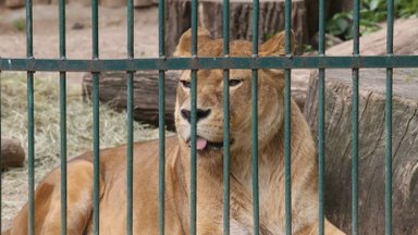Šimtai nugaišusių ar net dingusių gyvūnų Lietuvos zoologijos soduose: ką dėl to daro atsakingos institucijos?