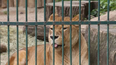 Šimtai nugaišusių ar net dingusių gyvūnų Lietuvos zoologijos soduose: ką dėl to daro atsakingos institucijos?