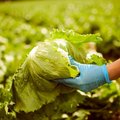Ūkininkas pasakoja, kaip jis be chemikalų išlaiko šviežias salotas