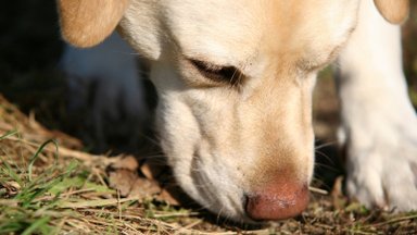 Veterinarė pataria šunų šeimininkams: papildomą apsaugą nuo erkių galite pasigaminti patys