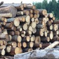 Valstybinių miškų urėdija brangino medieną ir gavo rekordinį pelną