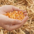 Lietuva prieštarauja GMO kukurūzų auginimui