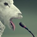 Avis primena, kam reikalingos perspėjimo sirenos ir kaip elgtis jas išgirdus