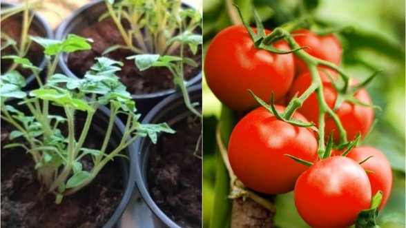 Kada sėti pomidorus ir pradėti juos daiginti