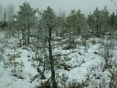 Pelkė žiemą / Žuvinto biosferos rezervato nuotr.