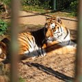 Čekijoje už prekybą tigrų dalimis nuteisti trys vyrai