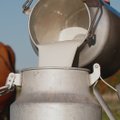 Kodėl JAV ūkininkai išpylė milijonus litrų pieno?