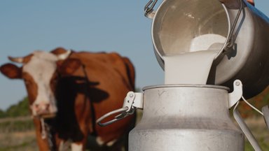 Kodėl JAV ūkininkai išpylė milijonus litrų pieno?