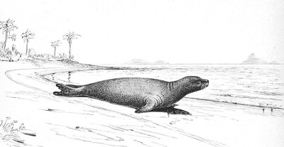 Karibinis ruonis vienuolis