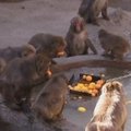 Tokijo zoologijos sode esančioms beždžionėms labiau patinka ėsti, nei maudytis