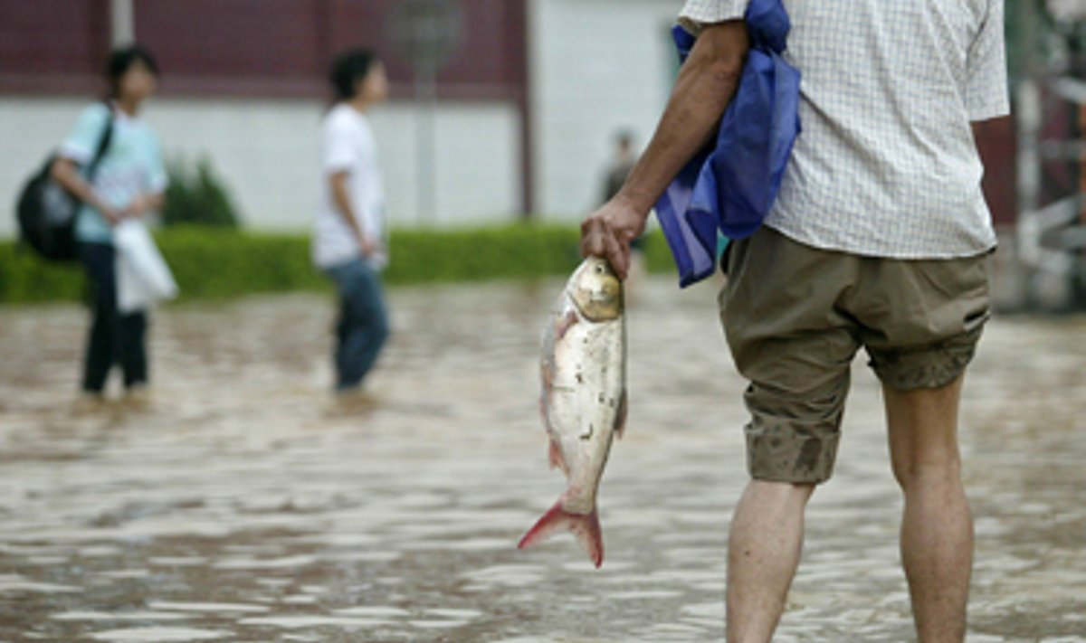 Potvynio apsemtoje Dongguano gatvėje (Kinija) kinas sugavo žuvį. 