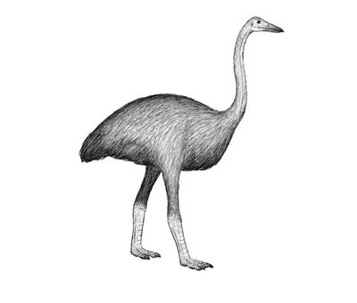 Epiornitas