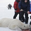 V.Putinas Arktyje rūpinosi baltaisiais lokiais