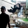 Pavydus alfa patinas zoologijos sode „užpuolė“ vyrą