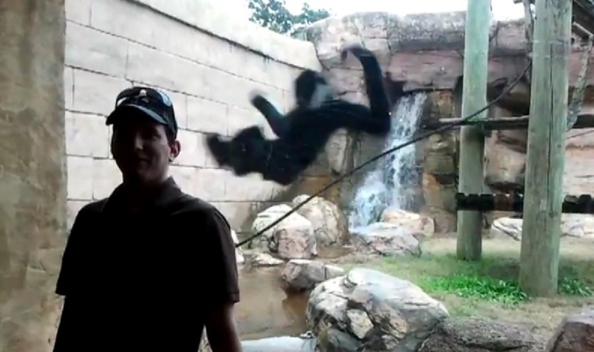 Įtūžęs alfa patinas bandė užpulti vyrą zoologijos sode