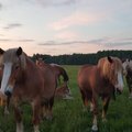 Arklių neprižiūrintį ūkininką norima nubausti už žiaurų elgesį