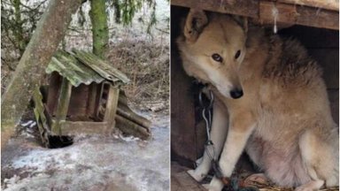 Šuo negali būti laikomas metalinėje statinėje ar pašiūrėje: deja, tai supranta ne visi