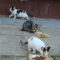 Skubiai ieškoma globa keturiems ryškiaspalviams kačiukams