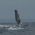 Kuprotieji banginiai atplaukė į Kosta Rikos vandenis poravimosi sezonui