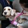 Šeimininkų klaidos, dėl kurių gyvūnai patiria siaubingas traumas: veterinaras perspėjo, ko šiukštu nedaryti