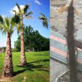 Egzotinių palmių pardavėjas: kas kaltas, kad egzotiniai augalai neišgyvena lietuviškos žiemos