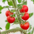 Mėnulio kalendorius rugpjūčiui: kada skinti pomidorus, raugti agurkus ir sodinti braškes