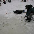 Stintų karštinė ant Kuršių marių ledo išviliojo tūkstančius žvejų