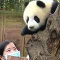 „Slaptas pandų gyvenimas“ (48 serija): negali pakęsti asmenukių