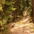 Pažintis su atgimstančiu Lietuvos kurortu: romantiškas gamtos kampelis, kuriame galima ir pailsėti, ir sveikatą sustiprinti