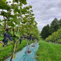 Lietuvai tapus oficialia vynmedžių augintojų šalimi: nuo ko ir kaip pradėti?