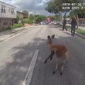 Policija sugavo pabėgusią kengūrą