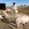 Skyrė pinigų nuostoliams dėl kiaulių maro padengti