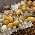Neįprasti būdai panaudoti kiaušinių lukštus
