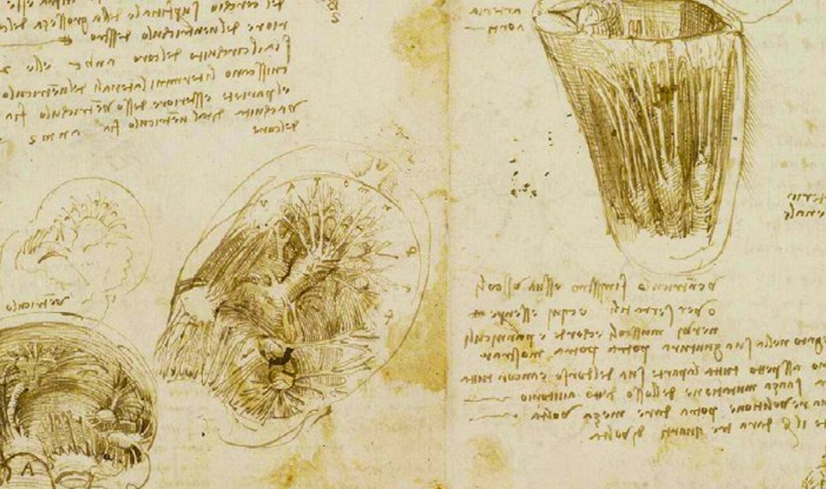 Leonardo Da Vinči širdies ir kraujagyslių sistemos piešiniai