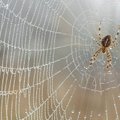 Mokslininkai įspėja, kad prisižaidėme: dėl klimato kaitos artėjame prie piktų vorų apokalipsės