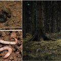 JAV miškus užplūdo šokinėjantys invaziniai kirminai: jų elgesys suglumino mokslininkus