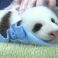 San Diege gyvenantis pandos jauniklis sparčiai auga
